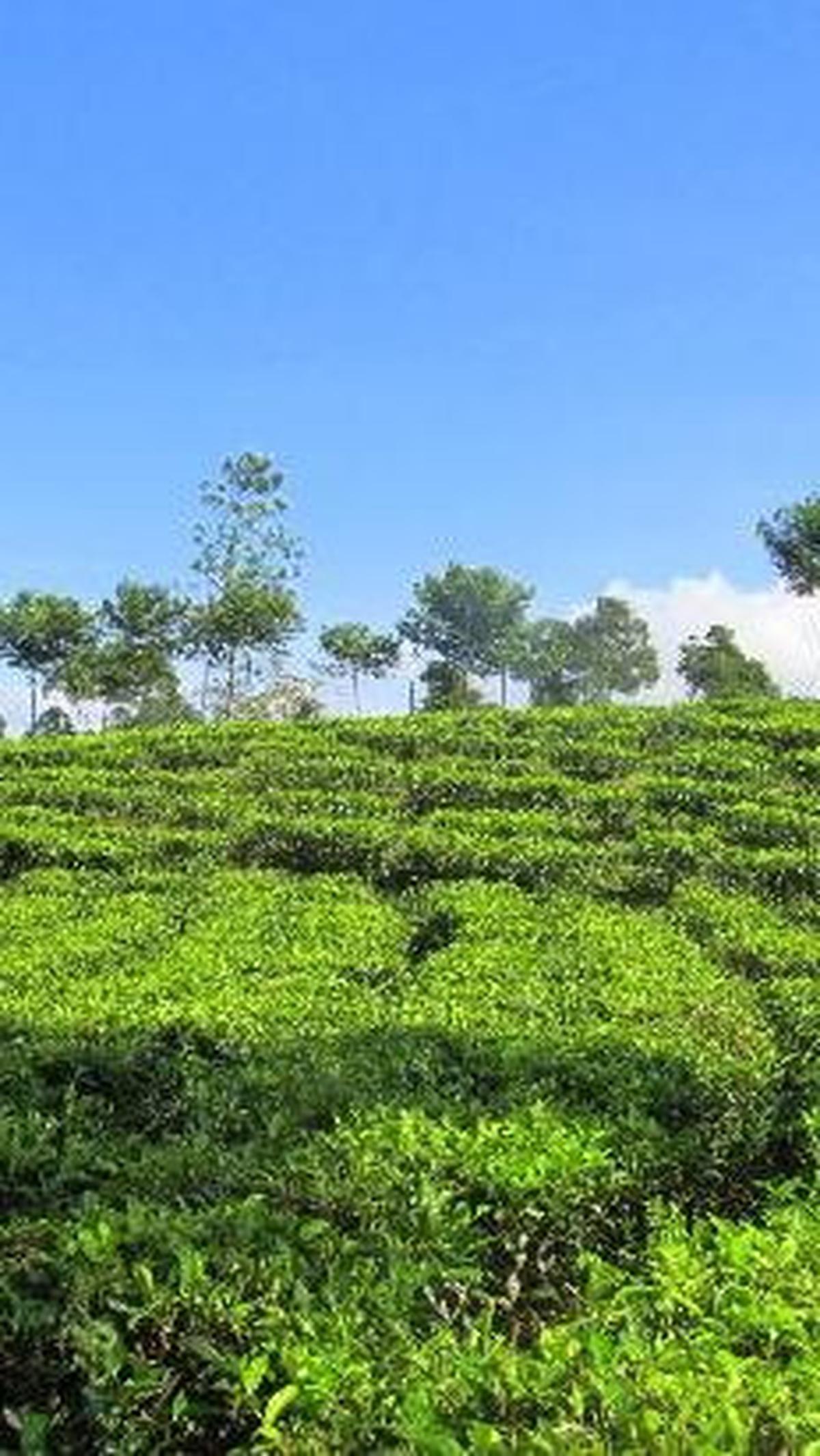 <b>Kegiatan yang Bisa Dilakukan di Wisata Agro Malang</b>