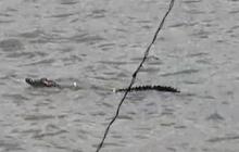 Geger Buaya Muncul di Kali Sodetan Sekretaris Daan Mogot, Pemancing Sempat Kira Biawak