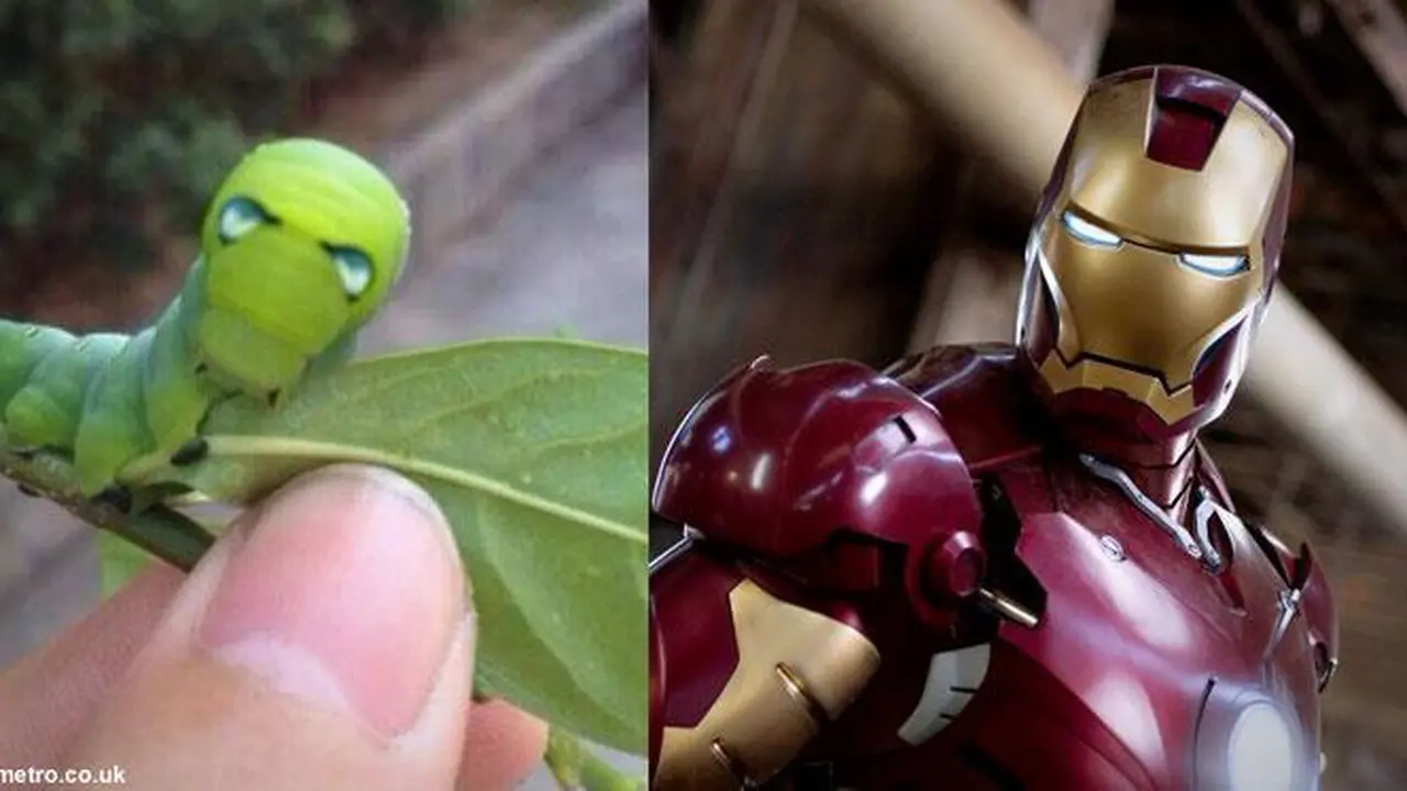 Aneh Tapi Nyata, Ulat Berwajah Iron Man