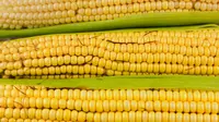 Cara Menghilangkan Rambut Jagung dengan Mudah, Cukup Pakai Kain Lembap