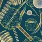 Ilustrasi Fitoplankton. (Istimewa/ Unair)