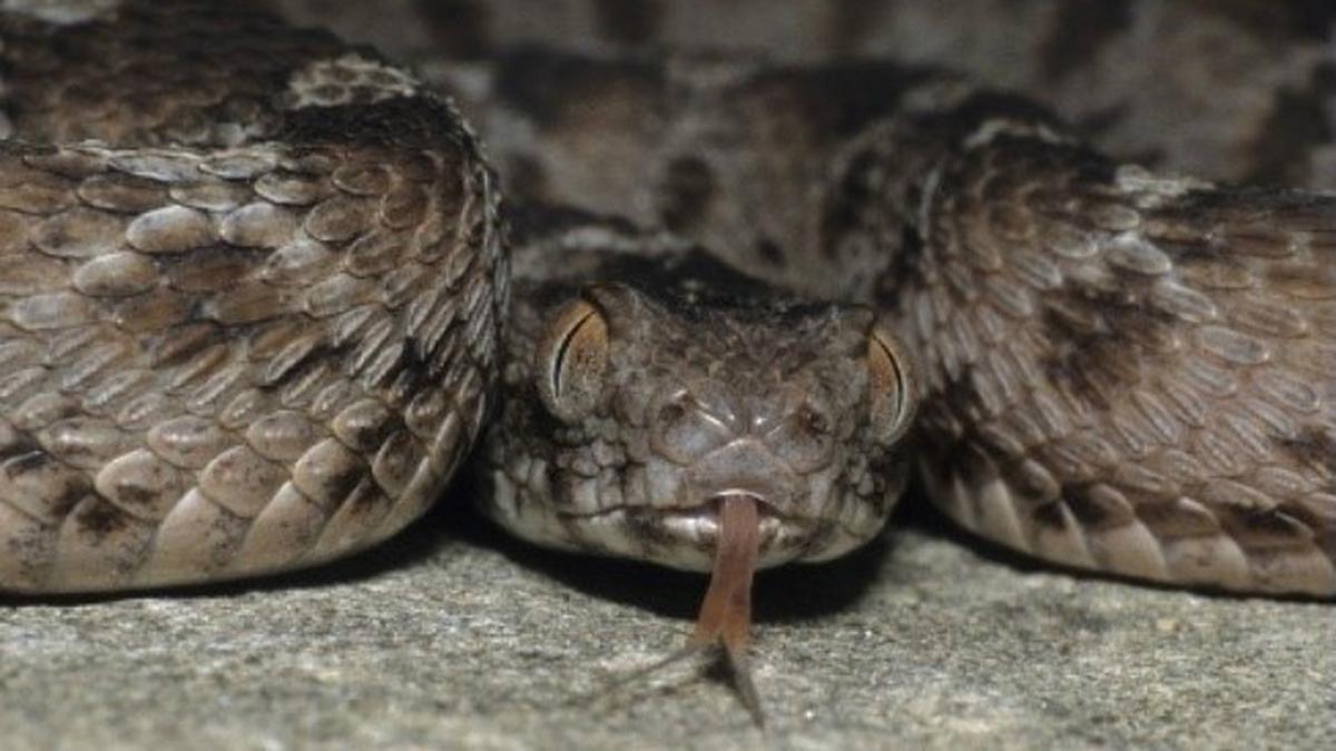 Waspada! 10 Ular Berbisa Paling Mematikan yang Harus Anda Ketahui