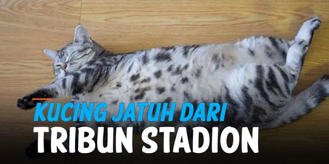 VIDEO: Detik-Detik Kucing Jatuh dari Tribun, Bikin Tegang Penonton di Stadion
