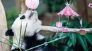 Panda raksasa Yi Yi bermain di Kebun Binatang Nasional Malaysia, Selasa (14/1/2020). Yi Yi merupakan anak kedua dari pasangan Xing Xing dan Liang Liang. (Xinhua/Zhu Wei)