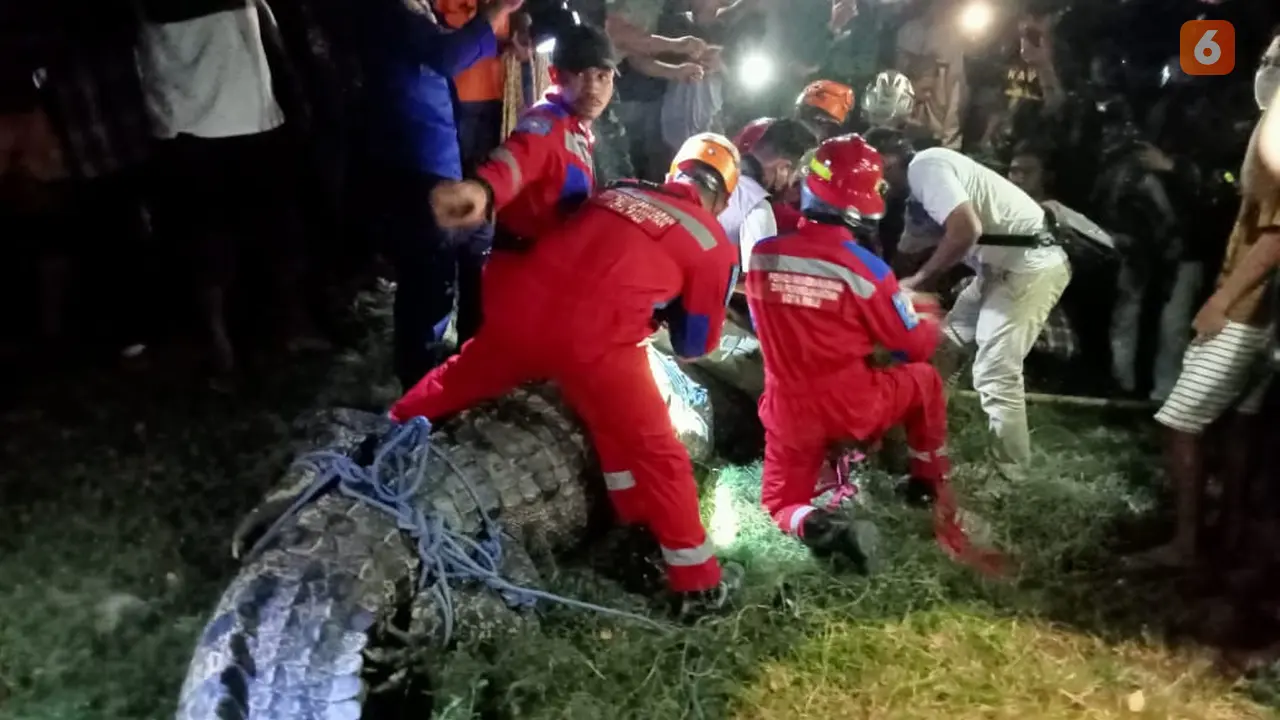 Penyelamatan Buaya Berkalung Ban di Kota Palu