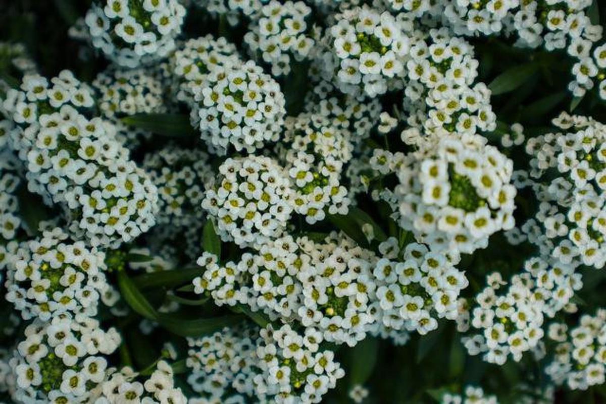 8 Bunga Cantik untuk Balkon dan Teras Sempit, Perawatannya Anti-ribet