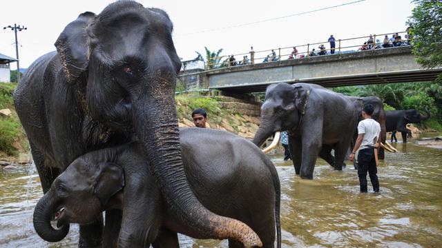 Tol Pekanbaru Dumai Akan Punya 6 Perlintasan Khusus Gajah Ramadan Liputan6 Com