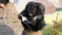 Seekor simpanse sedang membaca buku