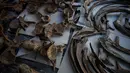 Tulang rusuk dan tulang belakang triceratops sebelum disusun untuk dipamerkan menjelang lelangnya di Paris pada 31 Agustus 2021. Tengkorak selebar dua meter, sekitar 200 tulang dan tanduk besar itu akan dijual dengan harga perkiraan sekitar Rp 20,3 hingga Rp 25,4 miliar. (Christophe ARCHAMBAULT/AFP)