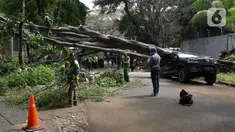 Petugas Suku Dinas Kehutanan Jakarta Selatan memotong bagian pohon besar yang tumbang di Jalan Sriwijaya I, Kebayoran Baru, Jakarta Selatan, Selasa (16/1/2024). (Liputan6.com/Herman Zakharia)