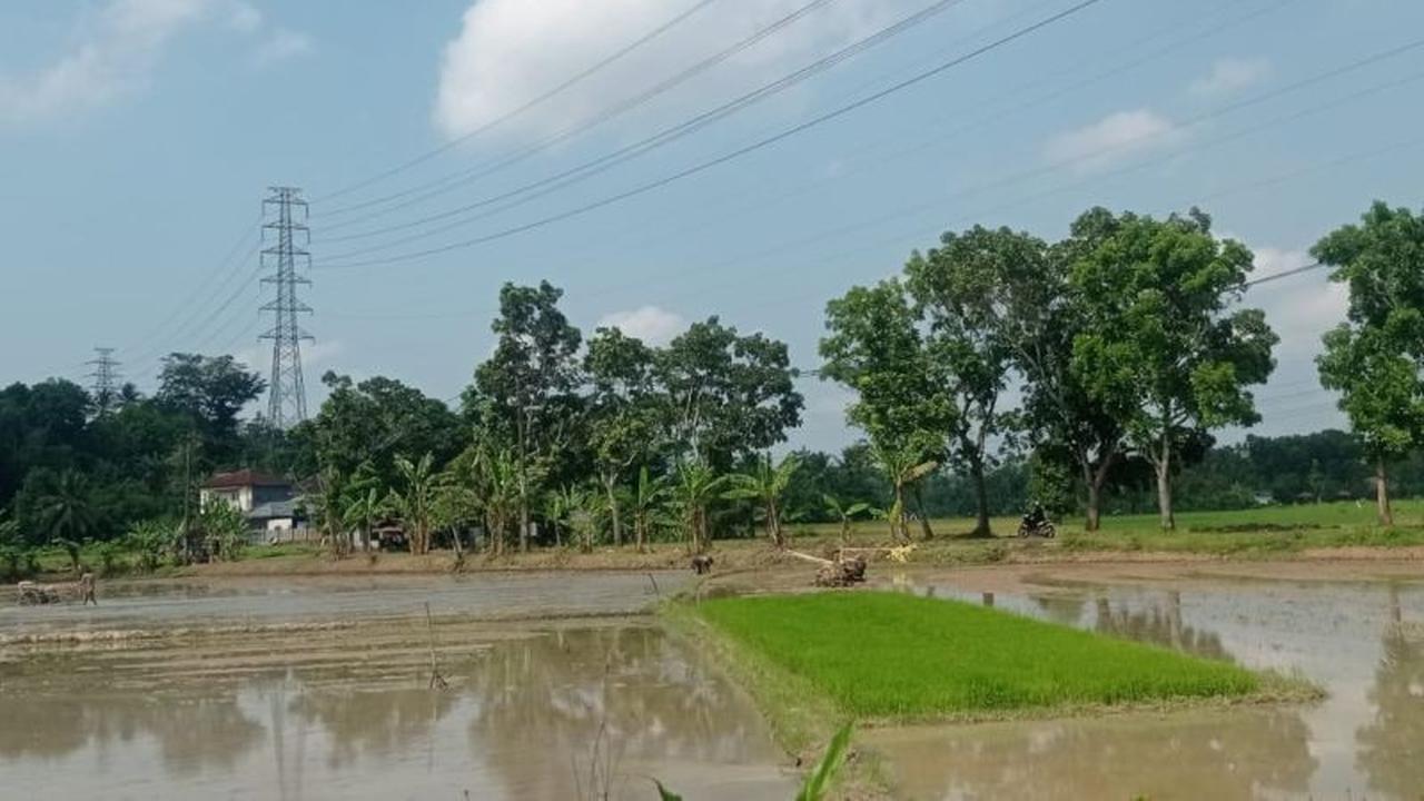 Percepatan Tanam di Lebak: Kunci Jaga Produksi Pangan dan Ekonomi Petani