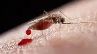Sering digigit nyamuk? Sekarang Anda dapat melihat lebih dekat dan jelas bagaimana proses seekor nyamuk menggigit kulit Anda.