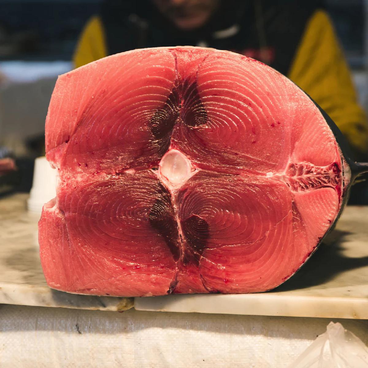 Bluefin Tuna