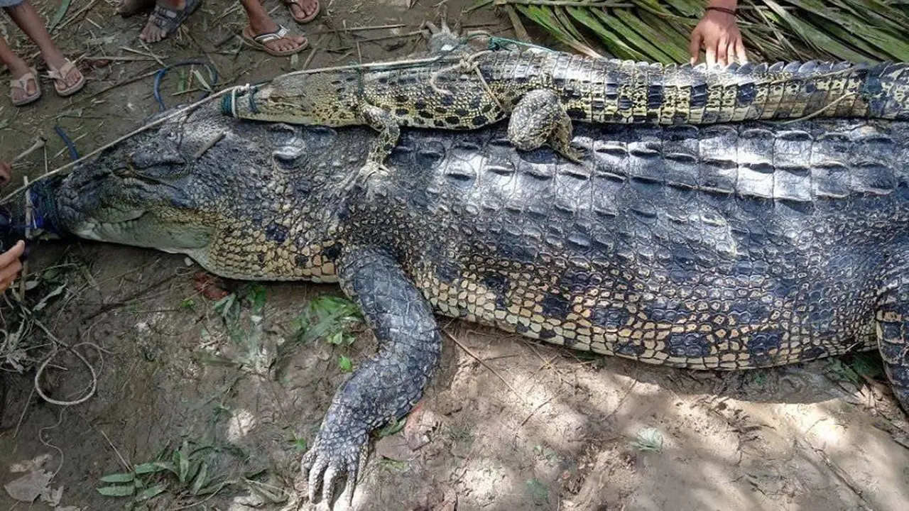 Warga Kuliti Buaya