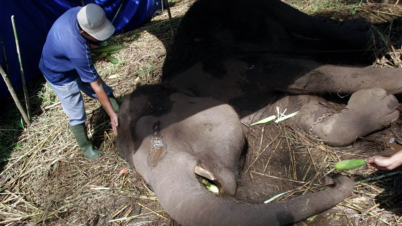 Kisah Yani, Gajah yang Menangis Sebelum Menemui Ajal  