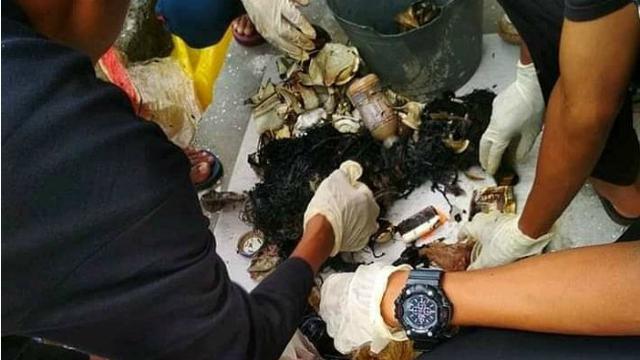 Paus Sperma Terdampar di Wakatobi dengan Tumpukan Sampah dalam Perutnya