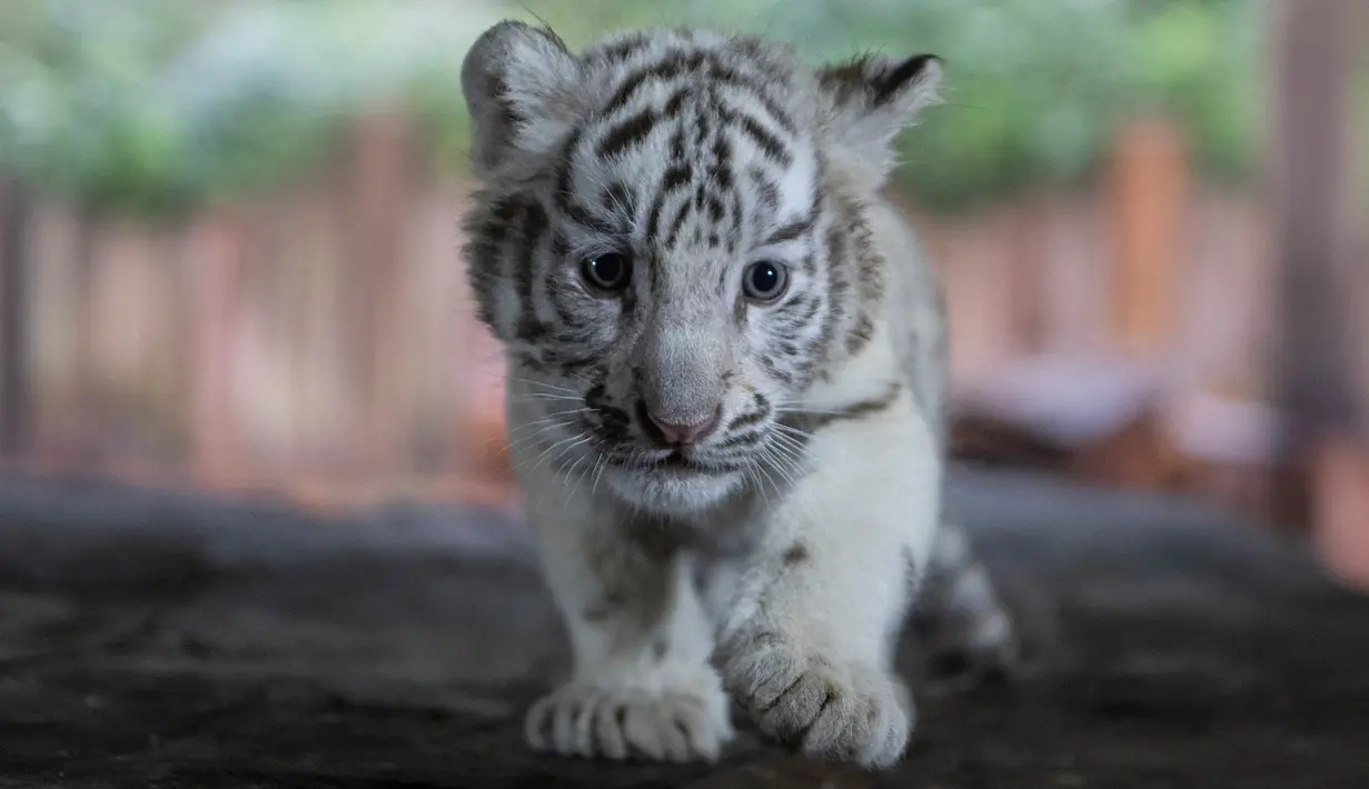 Bayi harimau benggala putih yang baru lahir di Yunnan Wildlife Zoo, China, 12 Oktober 2018.  Saat diperkenalkan ke publik, tiga anak harimau putih yang lahir 3 bulan lalu itu melakukan tingkah laku yang menggemaskan. (FRED DUFOUR / AFP)