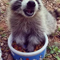 [Bintang] Kelucuan Anak Rakun yang Lebih Terlihat Seperti Anak Anjing