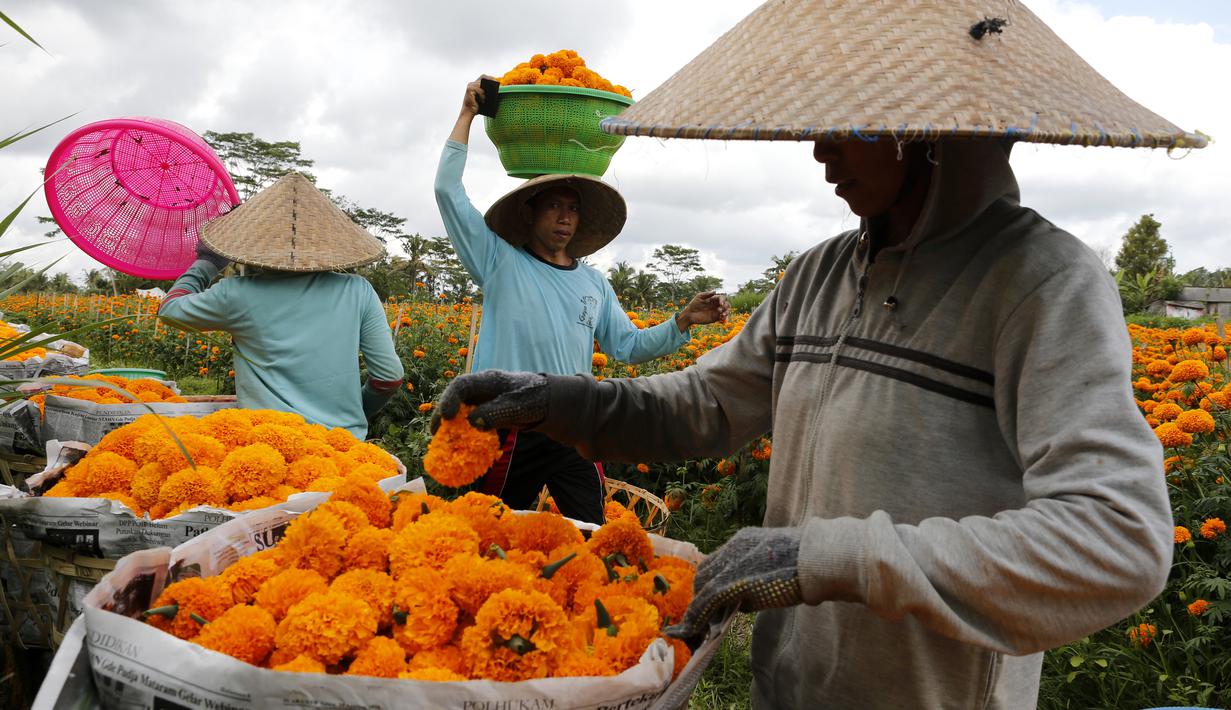 FOTO: Menengok Panen Bunga Marigold di Bali - News ...