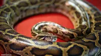 Ngeri! 40 Ular Python Ditemukan di Kamar Hotel