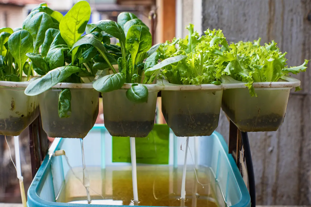 Kebun sayur tanpa tanah untuk rumah sempit (Foto: Reve Art AI)
