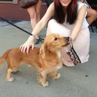 Simak anjing-anjing blesteran berikut ini dan kamu akan gemas dibuatnya.