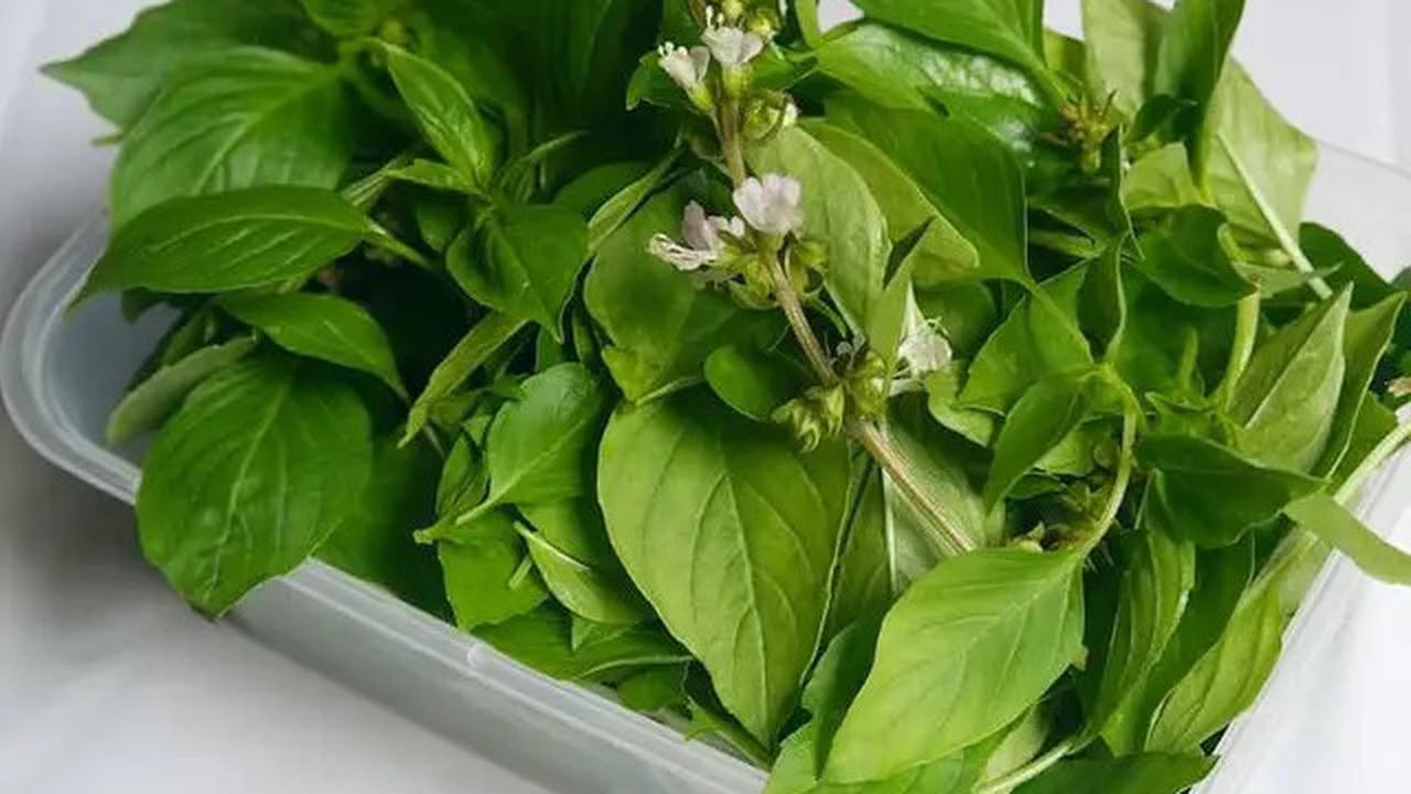 8 Obat Cacing dari Bahan Alami, Tak Perlu Mahal