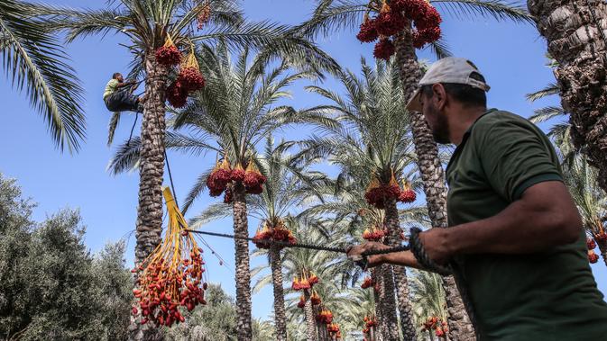 Seorang petani menarik tali saat menurunkan buah kurma dari pohonnya selama panen tahunan di Deir al-Balah di Jalur Gaza tengah (24/9/2019). Warga Palestina yang tinggal di Deir al-Balah tengah sibuk dengan hasil panen kurmanya yang melimpah. (AFP Photo/Said Khatib)