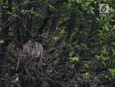 Tiga monyet ekor panjang (Macca Fascicularis) liar mencari makan kantong plastik yang banyak ditemukan di hutan Taman Marga Satwa Muara Angke, Jakarta,Sabtu (19/1). (Merdeka.com/Imam Buhori)