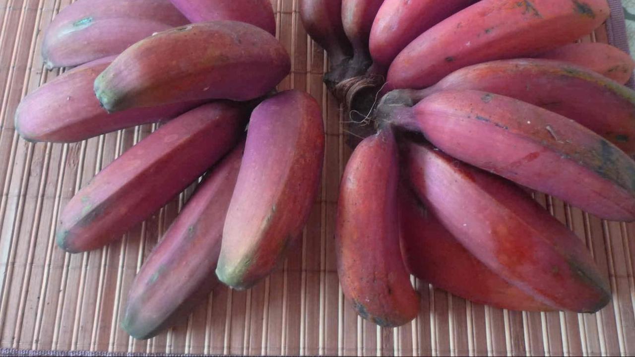 Manfaat Pisang Merah untuk Kesehatan
