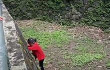 Viral Anak Kecil Jatuh ke Kandang Gajah, Taman Margasatwa Ragunan Buka Suara