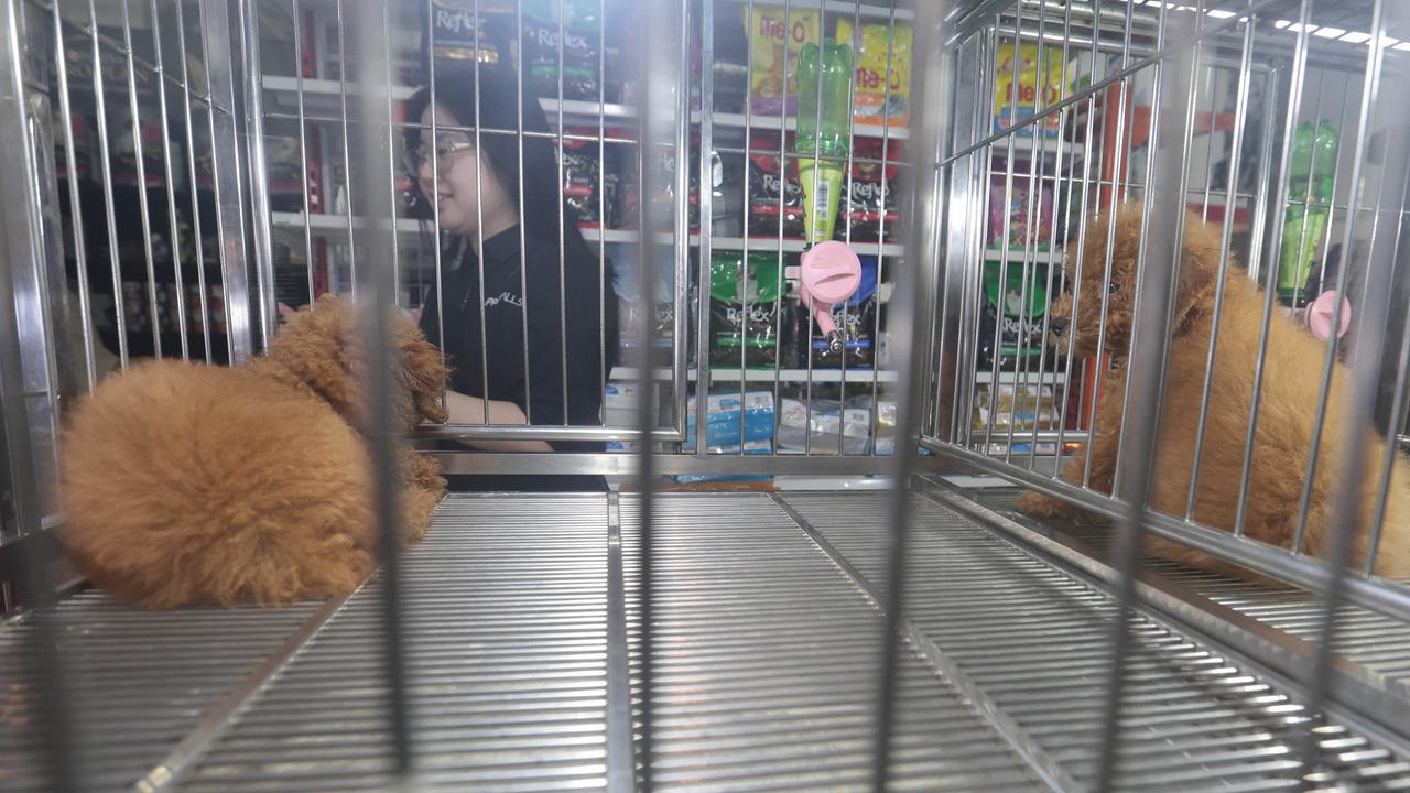 Cukur Bulu hingga Mandi Hewan Jadi Cuan Bisnis Pet Shop