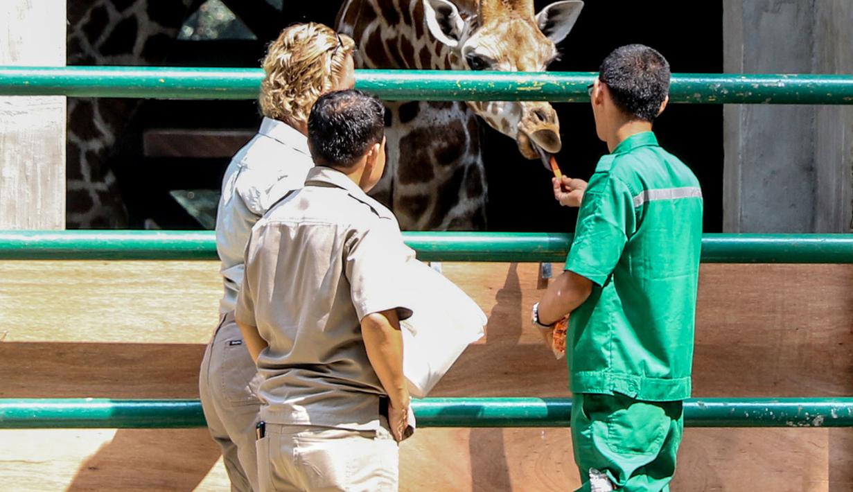 Petugas Taronga Zo dan petugas Ragunan memberikan makan ke dua jerapah baru asal Australia, Jakarta, Selasa (18/8/2015). Ragunan kini memiliki sepasang Jerapah hasil hibah dari Kebun Binatang Taronga Zoo, Sidney, Australia. (Liputan6.com/Yoppy Renato)
