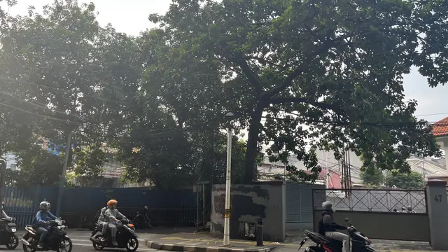 Pohon besar di kawasan Jakarta Pusat, mulai dari kawasan Proklamasi hingga Teuku Umar.