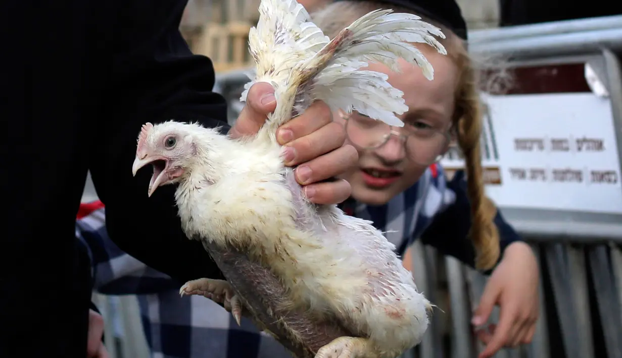 Seorang pria Yahudi ultra-Ortodoks memegang ayam untuk diayunkan di atas kepala keluarganya sebagai bagian dari ritual Kaparot di Yerusalem, Rabu (23/9/2020). Ayam ini kemudian akan disembelih menjadi pengganti seseorang tersebut sebagai penebusan untuk dosa-dosanya.  (AP Photo/Maya Alleruzzo)