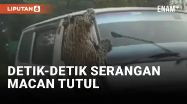 Heboh! Macan Tutul Serang 13 Orang dan Sebuah Mobil