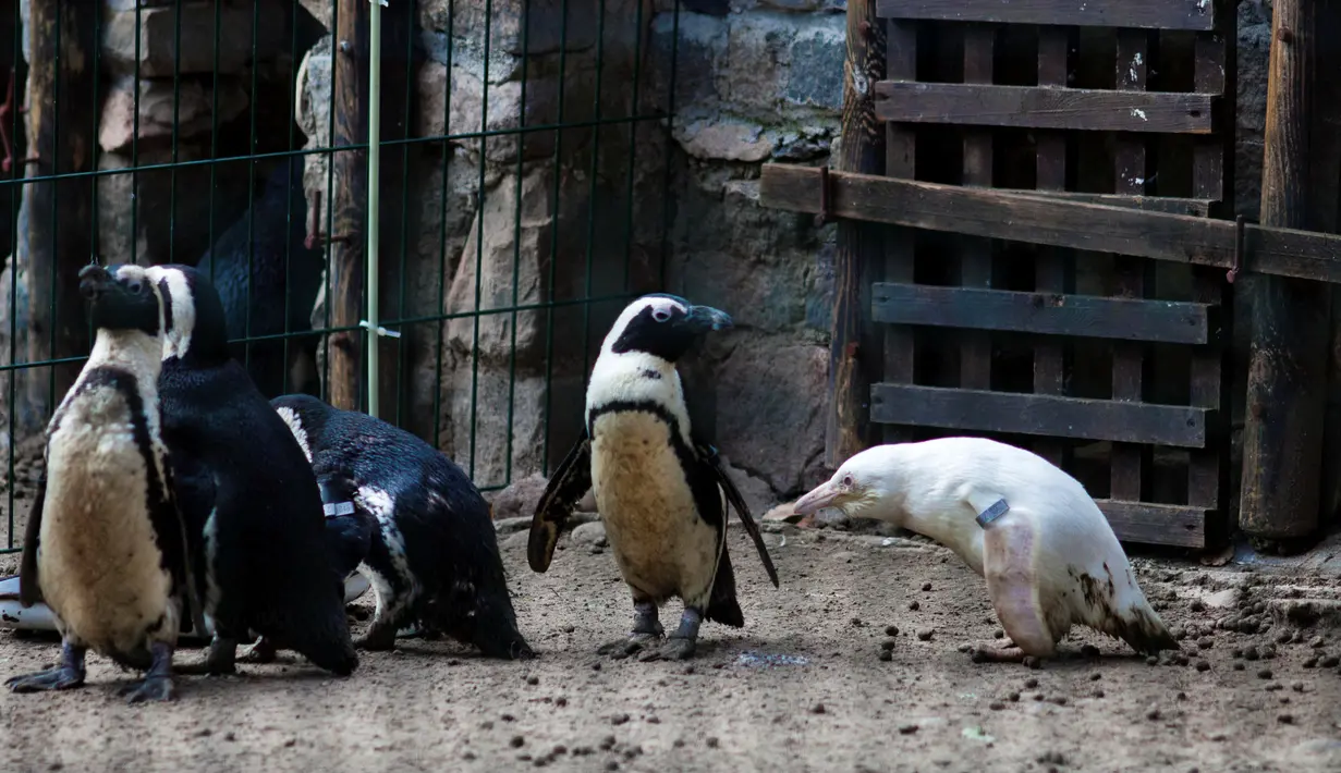 Seekor penguin albino diperlihatkan kepada publik untuk pertama kalinya di kebun binatang Gdansk, Polandia, 22 Maret 2019. Menurut petugas kebun binatang, penguin berusia tiga bulan tersebut merupakan satu-satunya albino. (Agencja Gazeta/Michal Ryniak via REUTERS)