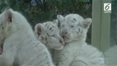 Bayi harimau putih kembar lima muncul perdana di kebun binatang Jinan Wildlife World. Mereka dalam keadaan sehat.