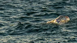 Gambar yang diambil 15 September 2019, perenang AS Sarah Thomas berenang  di Selat Dover, pantai selatan Inggris. Penyintas kanker payudara itu menjadi orang pertama yang berhasil berenang melintasi Selat Inggris empat kali berturut-turut tanpa henti pada Selasa 17 September. (HO/AFP/JON WASHER)