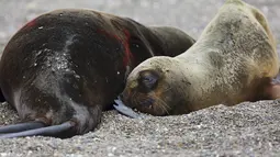 Pakar sanitasi pemerintah menduga bahwa flu burung telah membunuh singa laut di sepanjang garis pantai Atlantik Argentina, menyebabkan pihak berwenang menutup banyak pantai untuk mencegah penyebaran virus lebih lanjut. (AP Photo/Juan Macri)