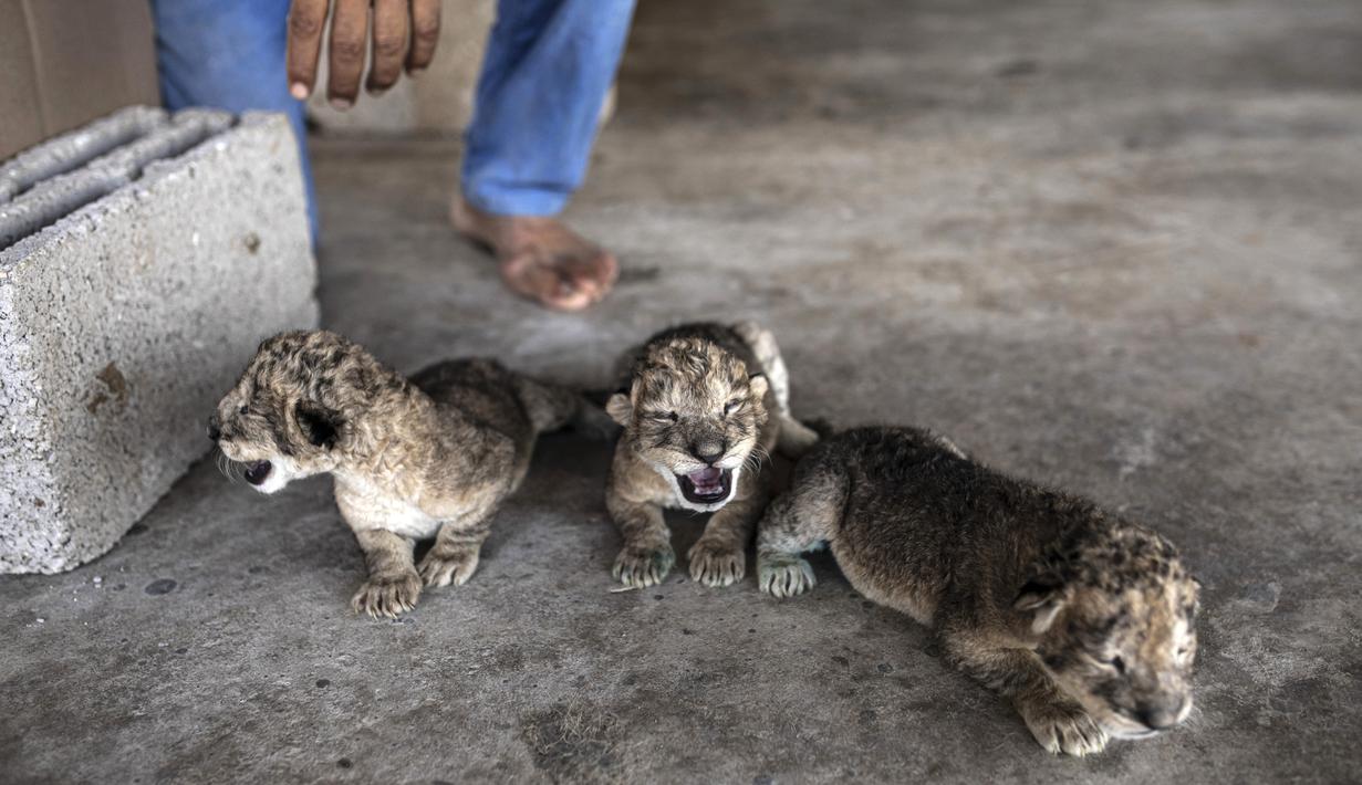 Tiga anak singa yang baru lahir dipajang di kebun binatang Nama di Kota Gaza, Sabtu, 13 Agustus 2022. Singa betina melahirkan tiga anaknya lima hari setelah Israel dan militan Palestina mengakhiri pertempuran sengit lintas perbatasan yang ditandai dengan gemuruh serangan udara Israel dan tembakan roket Palestina. (AP Photo/Fatima Shbair)
