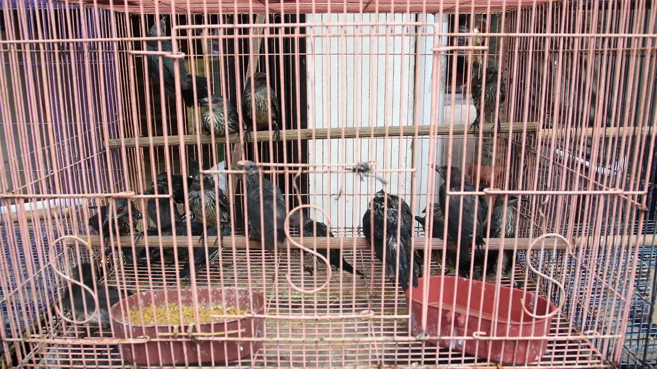 jokowi belanja burung