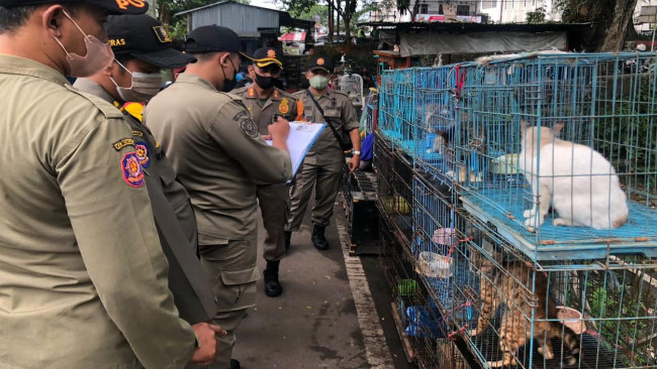 Muncul Petisi Selamatkan Kucing di Pasar Splendid, Ini Respon Pemkot Malang