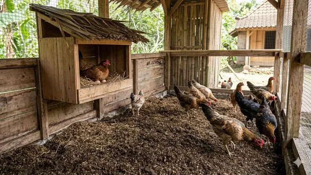 Desain Kandang Ayam Kampung dengan Kotak Bertelur
