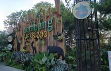 Lembang Park and Zoo Kembali Buka Usai Macan Tutul Kabur, Petugas Tetap Siaga