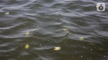 Kawanan ubur-ubur terlihat di Pantai Lagoon, Ancol Taman Impian, Jakarta, Rabu (9/10/2019). Kawanan ubur-ubur mulai terlihat di Pantai Lagoon Ancol sejak 6 Oktober lalu. (Liputan6.com/Faizal Fanani)