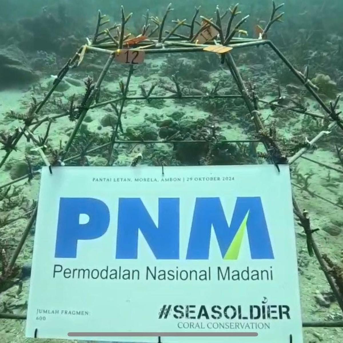 PNM Gandeng Pemuda dalam Konservasi Terumbu Karang di Ambon