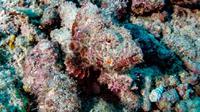 Ilustrasi Stonefish (AP)