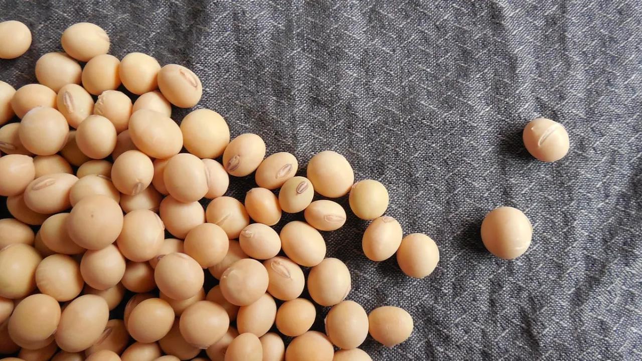 Kacang Kedelai Dibawa Bangsa Tiongkok Masuk ke Indonesia