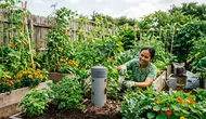 Cara Membuat Menara Cacing dari Pipa PVC untuk Kebun Subur